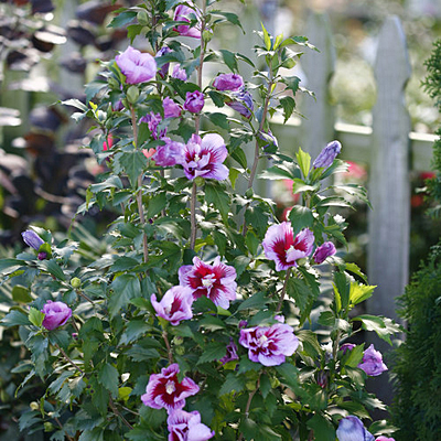 Hibiscus s. 'Purple Pillar'