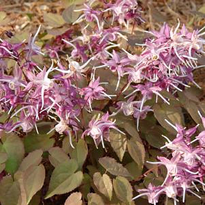Epimedium g. 'Purple Pixie'