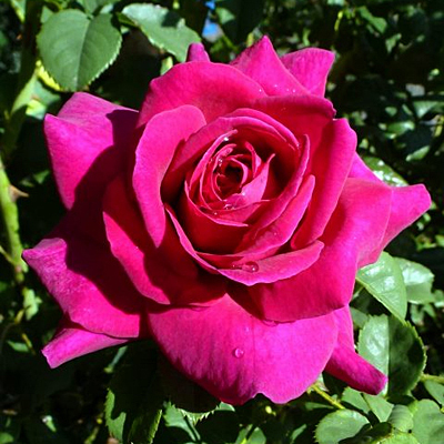 Rosa 'Brindabella Purple Prince'