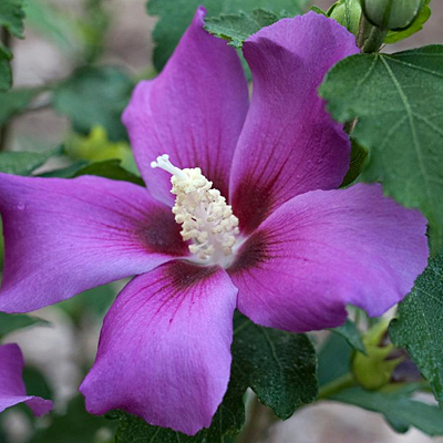 Hibiscus s. 'Purple Satin'