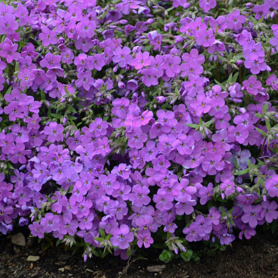 Phlox x 'Purple Sprite'