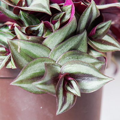 Tradescantia 'Purple Zebra'