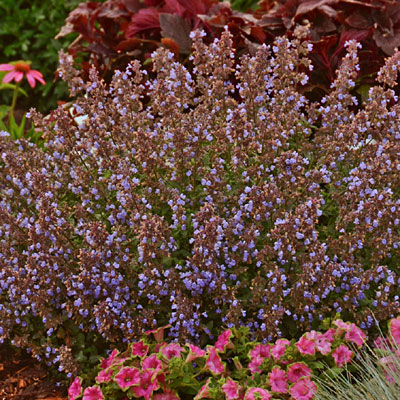 Nepeta x f. 'Purrsian Blue'