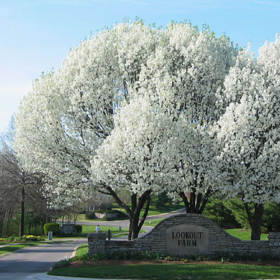 Pyrus c. 'Aristocrat'