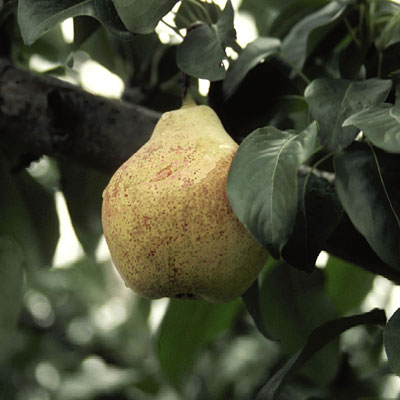 Pyrus c. 'Bartlett'