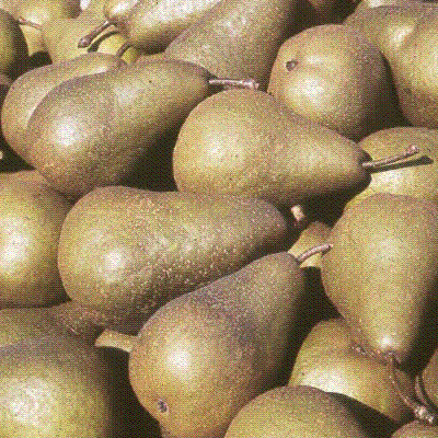 Pyrus c. 'Bosc'
