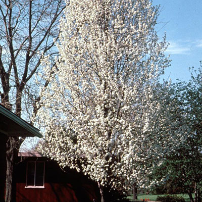 Pyrus c. 'Chanticleer'