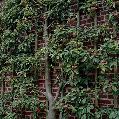 Pyrus x '2 Tier Espalier' (Bartlett, d'Anjou, Red Clapps)