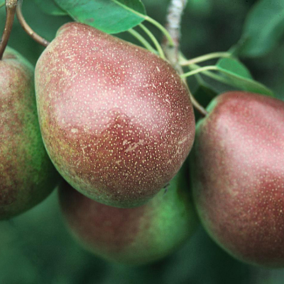 Pyrus x 'Parker'