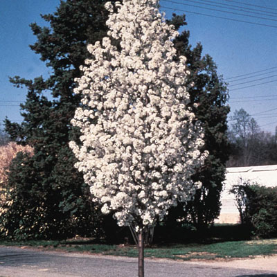 Pyrus c. 'Redspire'