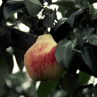 Pyrus x 'Summercrisp'