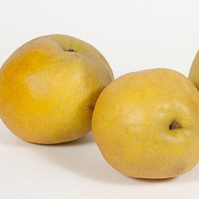 Pyrus x 'Tawara'