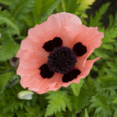 Papaver o. 'Queen Alexandra'
