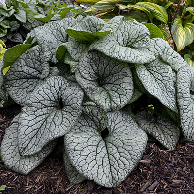 Brunnera m. 'Queen of Hearts'