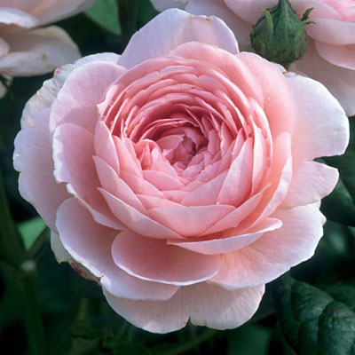 Rosa 'Queen of Sweden'