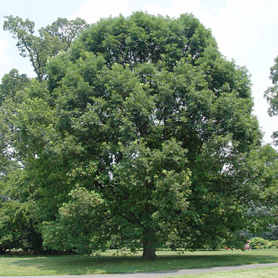 Quercus alba