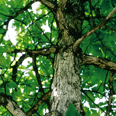 Quercus bicolor