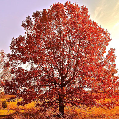Quercus rubra