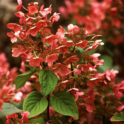 Hydrangea p. 'Quick Fire'