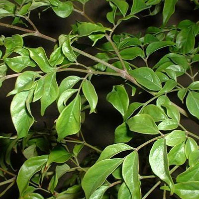 Radermachera sinica
