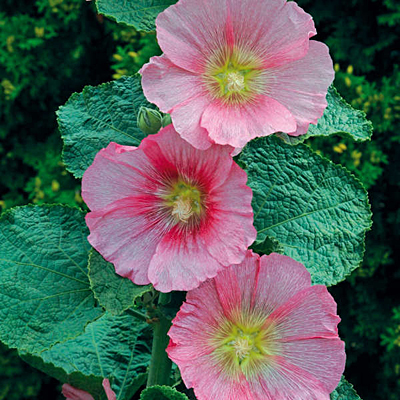 Alcea r. 'Radiant Rose'