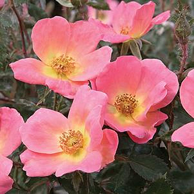 Rosa 'Rainbow Knock Out'