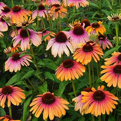 Echinacea x 'Butterfly Rainbow Marcella'