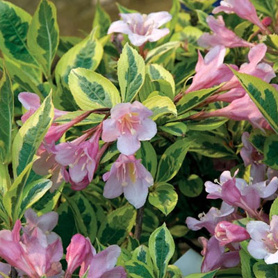 Weigela f. 'Rainbow Sensation'