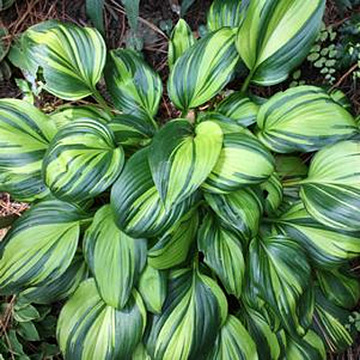 Hosta 'Rainbow's End'