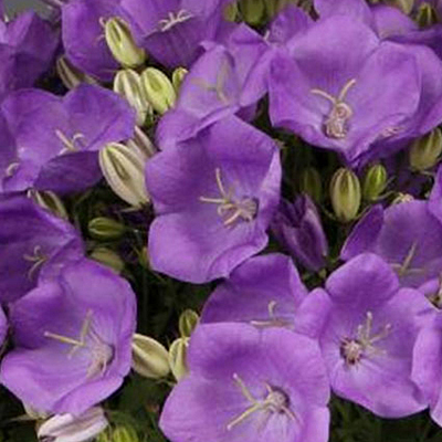 Campanula c. 'Rapido Blue'