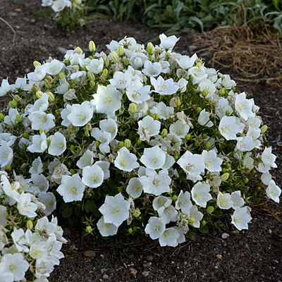 Campanula c. 'Rapido White'