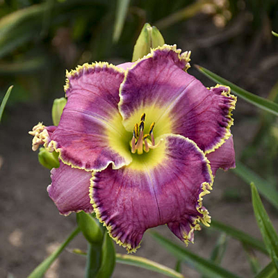 Hemerocallis 'Raspberry Eclipse'