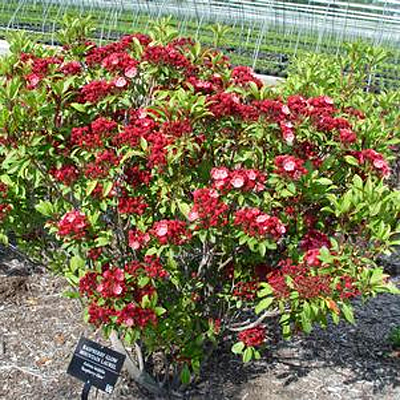 Kalmia l. 'Raspberry Glow' .