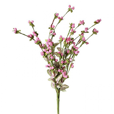 Raspberry Wild Bush - Pink