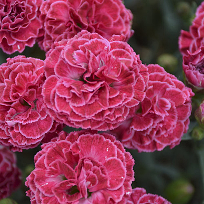Dianthus x 'Fruit Punch Raspberry Ruffles'
