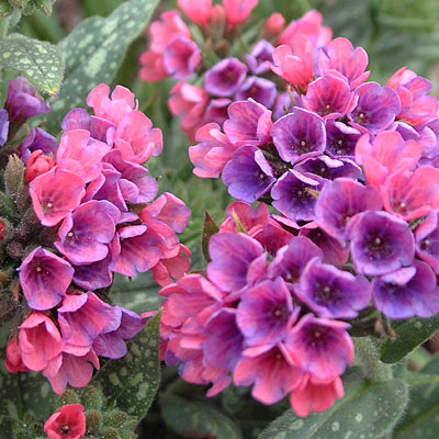 Pulmonaria x 'Raspberry Splash'