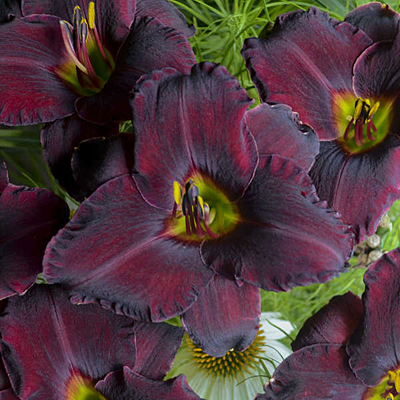 Hemerocallis 'Raspberry Suede'