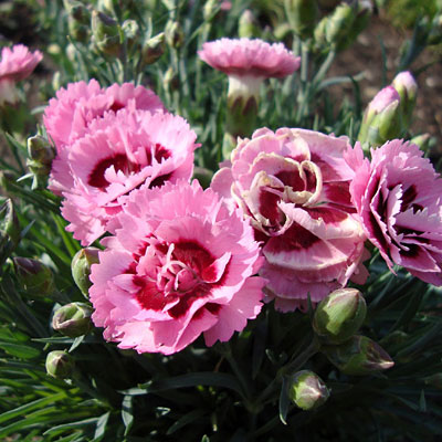 Dianthus x 'Raspberry Surprise'
