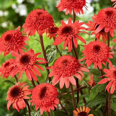 Echinacea x 'Raspberry Truffle'