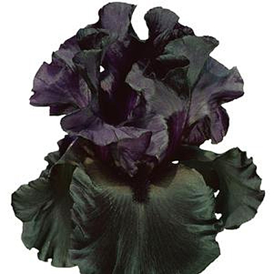 Iris g. 'Raven Girl'