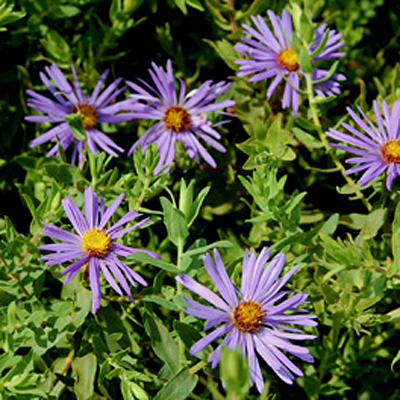 Aster oblongifolius 'Raydon's Favorite'