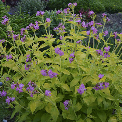 Silene dioica 'Ray's Golden'