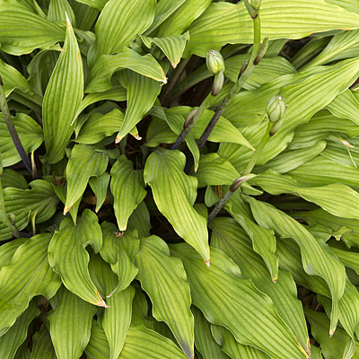 Hosta 'The Razor's Edge'