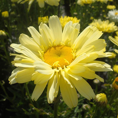 Leucanthemum x s. 'Real Dream'