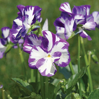 Viola pubescens 'Rebecca Cawthorne'