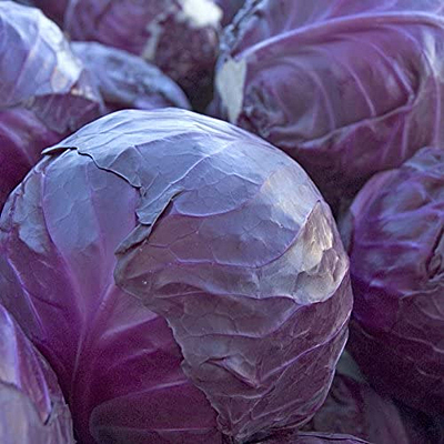 Cabbage 'Red Acre'