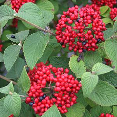 Viburnum lan. 'Red Balloon'