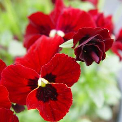 Viola x 'Penny Red Blotch'