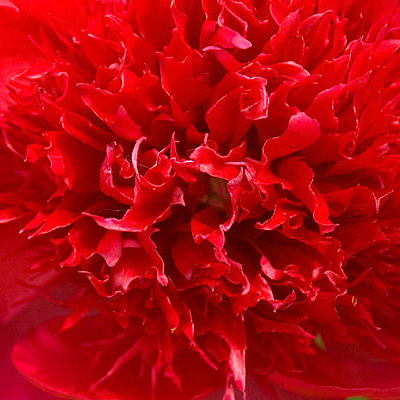 Paeonia l. 'Red Charm'