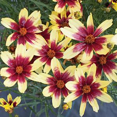 Coreopsis x 'Satin Lace Red Chiffon'